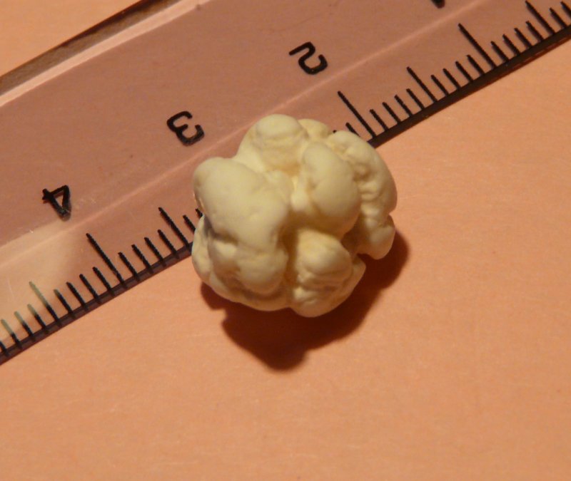 Sassetto strano - alga calcarea (Lithotamnium calcareum)